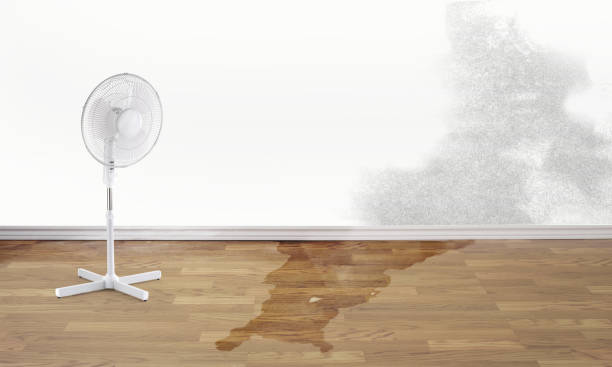 Best Professional water damage repair  in East Missoula, MT